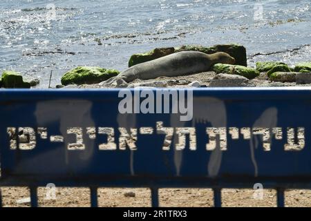 (230515) -- TEL AVIV, 15. Mai 2023 (Xinhua) -- Am 15. Mai 2023 liegt Am Strand von Jaffa in Tel Aviv, Israel, Eine mediterrane Mönchsrobbe. Mönchsrobben aus dem Mittelmeerraum, die als eine der weltweit am stärksten gefährdeten Meeressäuger gelistet sind, sind die seltensten von 33 Robbenarten, die es auf der Welt gibt. (JINI über Xinhua) Stockfoto