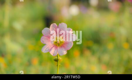 Hellrosafarbene Blüte im Garten. Selektiver Fokus. Stockfoto