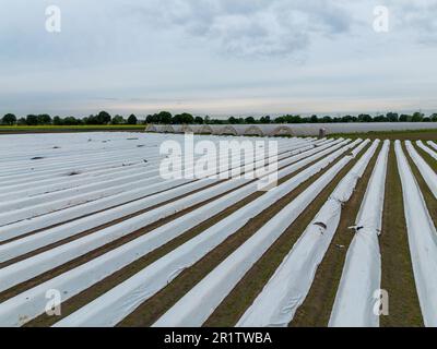 Spargel- und Erdbeerfelder unter Plastikfolie und ein Tunnel in der Nähe von Weiterstadt, aufgenommen von oben mit einer Drohne Stockfoto