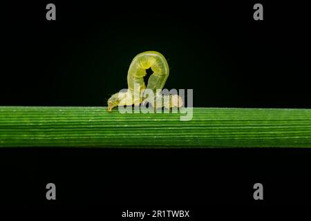 Makrofoto eines Reissblatt-Ordners Raupe, die auf dem Reissblatt auf dem landwirtschaftlichen Feld läuft. Diese Raupen falten ein Reisblatt. Stockfoto