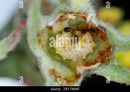 Larve von Apfelblütenweevil (Anthonomus pomorum) in der beschädigten Knospe einer Apfelblüte. Es ist einer der wichtigsten Schädlinge in Apfelplantagen Stockfoto