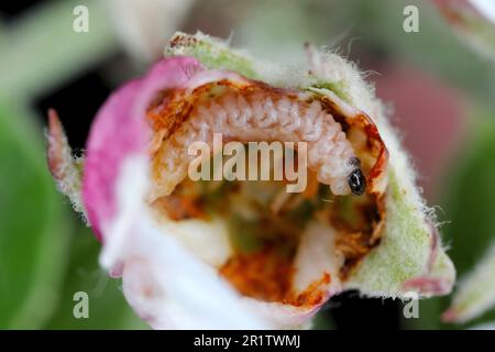 Larve von Apfelblütenweevil (Anthonomus pomorum) in der beschädigten Knospe einer Apfelblüte. Es ist einer der wichtigsten Schädlinge in Apfelplantagen Stockfoto