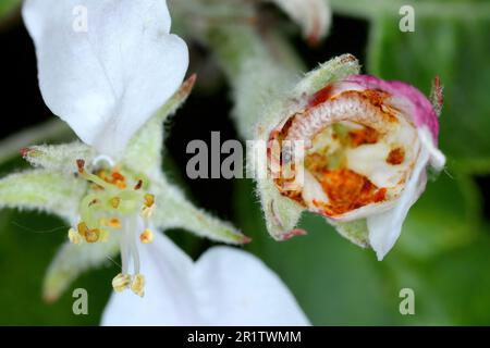 Larve von Apfelblütenweevil (Anthonomus pomorum) in der beschädigten Knospe einer Apfelblüte. Es ist einer der wichtigsten Schädlinge in Apfelplantagen Stockfoto