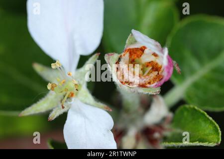 Larve von Apfelblütenweevil (Anthonomus pomorum) in der beschädigten Knospe einer Apfelblüte. Es ist einer der wichtigsten Schädlinge in Apfelplantagen Stockfoto