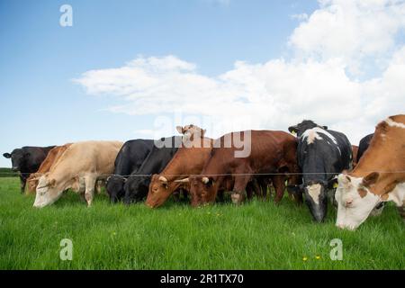 Rinderrinder, die hinter einem Elektrozaun grasen Stockfoto