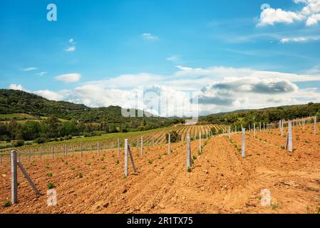 Neu angepflanzter Weinberg Cannonau mit neuen Triebe und jungen Blättern im Frühjahr. Die junge Blüte der Rebe. Traditionelle Landwirtschaft. Sardinien, Stockfoto