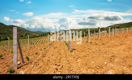 Neu angepflanzter Weinberg Cannonau mit neuen Triebe und jungen Blättern im Frühjahr. Die junge Blüte der Rebe. Traditionelle Landwirtschaft. Sardinien, Stockfoto