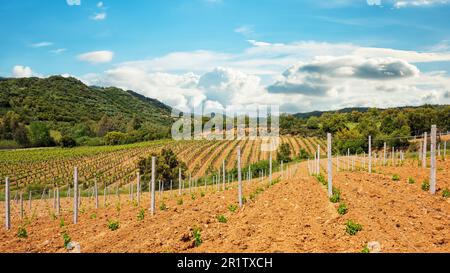 Neu angepflanzter Weinberg Cannonau mit neuen Triebe und jungen Blättern im Frühjahr. Die junge Blüte der Rebe. Traditionelle Landwirtschaft. Sardinien, Stockfoto