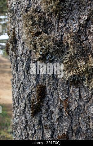 Detail von Zypern Cedar (Cedrus brevifolia), Tripylos Trail, Mount Tripylos, Pafos (Paphos) Forest, Zypern Stockfoto