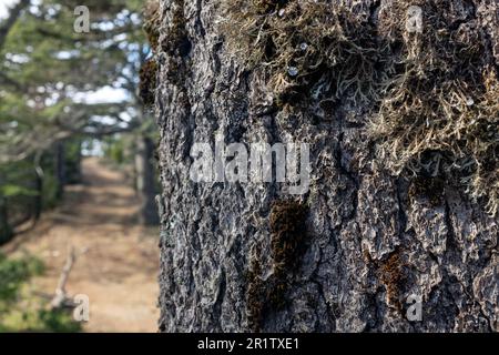 Detail von Zypern Cedar (Cedrus brevifolia), Tripylos Trail, Mount Tripylos, Pafos (Paphos) Forest, Zypern Stockfoto