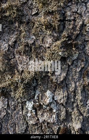 Detail von Zypern Cedar (Cedrus brevifolia), Tripylos Trail, Mount Tripylos, Pafos (Paphos) Forest, Zypern Stockfoto