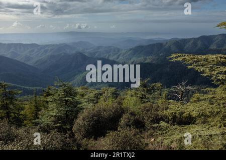 Blick vom Berg Tripylos mit Blick auf den Pafos (Paphos) Wald, Zypern Stockfoto