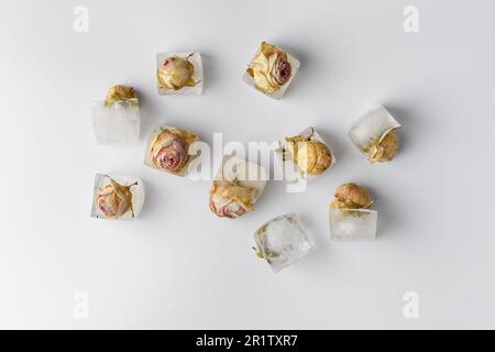 Konzeptionelle Zusammensetzung Rosenknospen in Eiswürfeln auf weißer Isolation, Draufsicht, Rosen gefroren in Eis. Stockfoto
