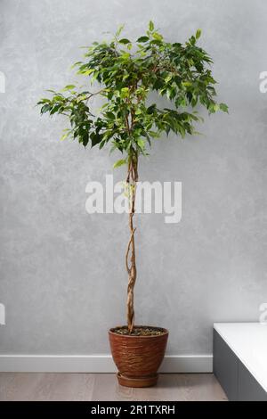 Ein großer Ficus Benjamin mit einem wunderschön verflochtenen Rüssel in einem Blumentopf vor einer grauen Wand im Wohnzimmer. Hausdesign, Inneneinrichtung, Zimmerpflanzen Stockfoto