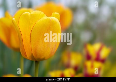 Gelbe Tulpe mit rotem Rand und leicht rotem Muster in Nahaufnahme Stockfoto