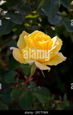 Rosen mit leuchtenden und wunderschönen gelben Blumen mit grünen Blättern sind ideal zur Dekoration Stockfoto