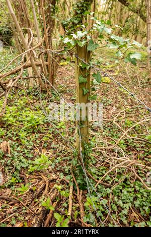 Inkongruent: Stacheldrahtzaun, Pfosten, die von Ivy überholt werden, inmitten einer bewaldeten Landschaft Stockfoto