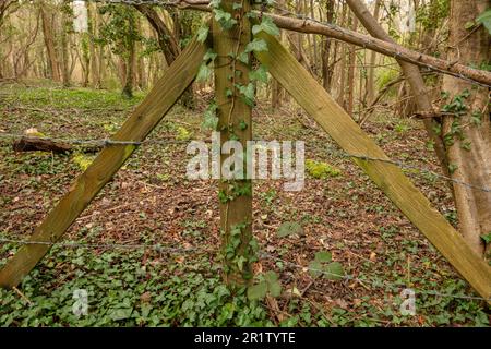 Inkongruent: Stacheldrahtzaun, Pfosten, die von Ivy überholt werden, inmitten einer bewaldeten Landschaft Stockfoto