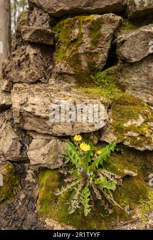 Bestimmung: Nahaufnahme einer bunten Wildblume Dandylion, die im Frühling aus einer moosverkrusteten Steinwand wächst. Stockfoto