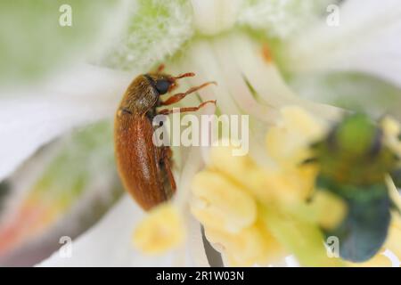 Himbeerkäfer (Byturus ochraceus), auf einer Apfelblume. Stockfoto