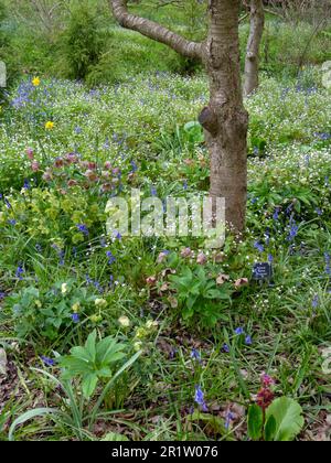 Intime Frühlingslandschaft mit Bluebells und neuem grünen Anbau Stockfoto