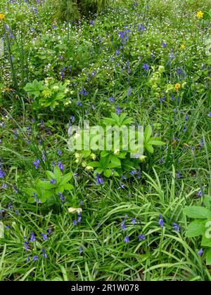 Intime Frühlingslandschaft mit Bluebells und neuem grünen Anbau Stockfoto