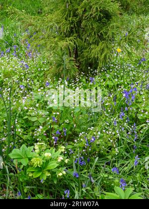 Intime Frühlingslandschaft mit Bluebells und neuem grünen Anbau Stockfoto