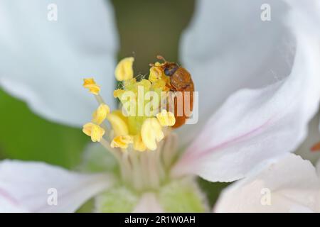 Himbeerkäfer (Byturus ochraceus), auf einer Apfelblume. Stockfoto