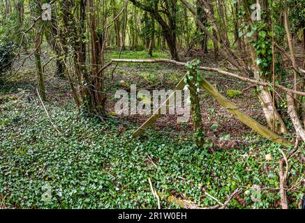 Inkongruent: Stacheldrahtzaun, Pfosten, die von Ivy überholt werden, inmitten einer bewaldeten Landschaft Stockfoto