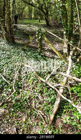 Inkongruent: Stacheldrahtzaun, Pfosten, die von Ivy überholt werden, inmitten einer bewaldeten Landschaft Stockfoto