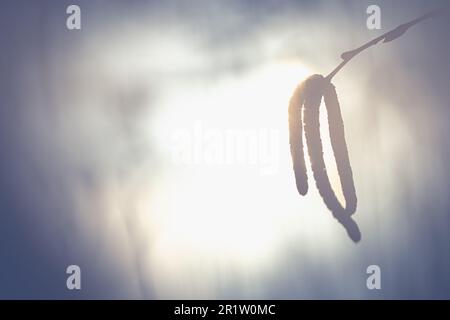 Katzen hängen im Wald auf einem verschwommenen Hintergrund. Zweige der Silberbirke mit Unschärfe-Hintergrund Stockfoto