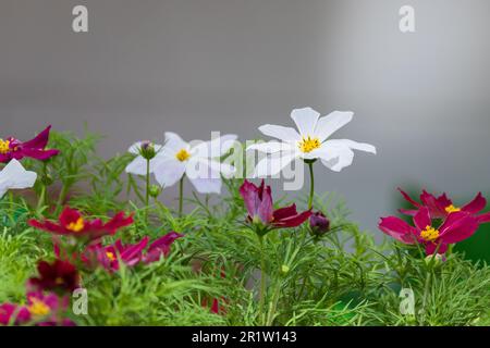 An sonnigen Tagen wachsen in einem Garten rot-weiße Blumen. Cosmos ist eine Gattung mit dem gleichen gebräuchlichen Namen von COSMOS, die aus blühenden Pflanzen in den s besteht Stockfoto