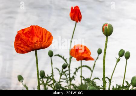 Rote Mohnblumen auf weißem Hintergrund, Nahaufnahme mit selektivem Weichzeichner Stockfoto