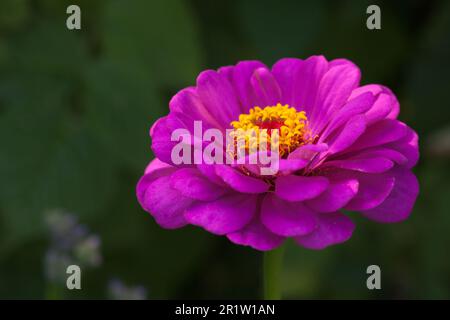 Rosa Zinnia, eine Gattung der Pflanzen des Stamms Heliantheae der Familie Asteraceae. Makrofoto einer lila Blume im Freien Stockfoto