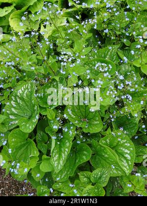 Delikate Brunnera macrophylla, große Vergessenheit, blüht im Frühling. Natürliche Nahaufnahme blühender Pflanzen Porträts Stockfoto