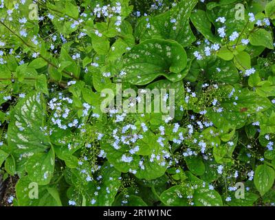 Delikate Brunnera macrophylla, große Vergessenheit, blüht im Frühling. Natürliche Nahaufnahme blühender Pflanzen Porträts Stockfoto