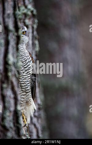 Ein Sparrowhawk auf einem Ast, der ein Auge auf eine natürliche Umgebung im Freien hat Stockfoto