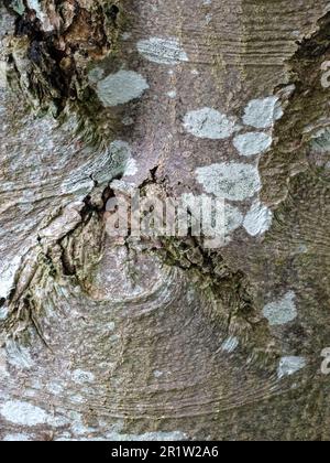 Nahaufnahme der natürlichen Rindenmuster auf dem Sorbus Rupicola Baum Stockfoto