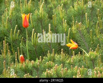 Pinus mugo (Pumilio Group) „Emerald Dwarf“ und einzelne Tulipa Ballerina, die sich im Frühlingssonnenschein sonnt. Natürliches Pflanzenporträt aus nächster Nähe Stockfoto