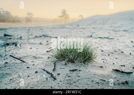 Gras mit Tautropfen, verschwommener Hintergrund im umweltfreundlichen Stil mit grünem Gras, Sonnenlicht und Wassertropfen. Morgenfrische Stockfoto