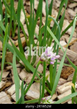 Irreführend nützliche natürliche Nahrungsmittelpflanze, Allium canadense, Kanadische Zwiebel, kanadischer Knoblauch, wilder Knoblauch, Wiesen-Knoblauch, wilde Zwiebeln. Natürliche Nahaufnahme Stockfoto