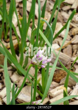 Irreführend nützliche natürliche Nahrungsmittelpflanze, Allium canadense, Kanadische Zwiebel, kanadischer Knoblauch, wilder Knoblauch, Wiesen-Knoblauch, wilde Zwiebeln. Natürliche Nahaufnahme Stockfoto