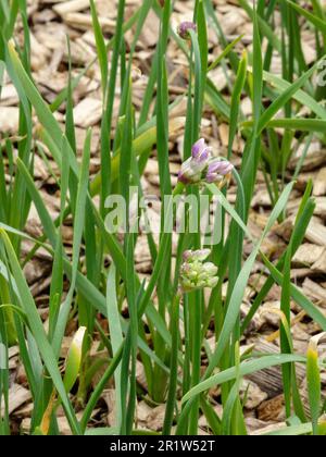 Irreführend nützliche natürliche Nahrungsmittelpflanze, Allium canadense, Kanadische Zwiebel, kanadischer Knoblauch, wilder Knoblauch, Wiesen-Knoblauch, wilde Zwiebeln. Natürliche Nahaufnahme Stockfoto