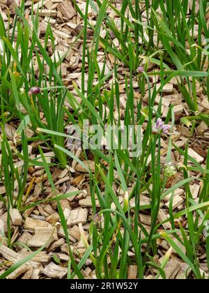 Irreführend nützliche natürliche Nahrungsmittelpflanze, Allium canadense, Kanadische Zwiebel, kanadischer Knoblauch, wilder Knoblauch, Wiesen-Knoblauch, wilde Zwiebeln. Natürliche Nahaufnahme Stockfoto