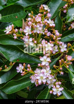 Eriobotrya „Coppertone“, japanische Wollmispel, die gegen dichtes Laub im Spätfrühlingsschein blüht. Natürliches Pflanzenporträt aus nächster Nähe Stockfoto