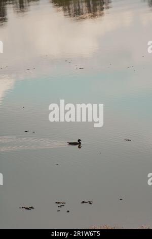 Schwarze Ente, die allein im See schwimmt Stockfoto