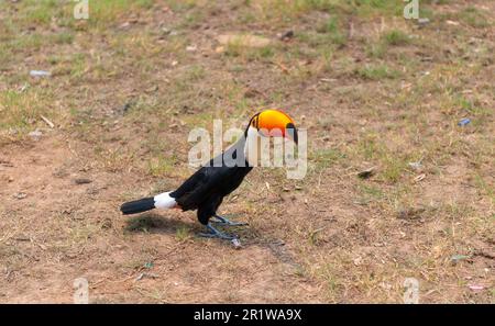 toucan mit Schnabel auf dem Boden draußen. toucan mit Schnabel in Wildtieren. toucan-Vogel Stockfoto