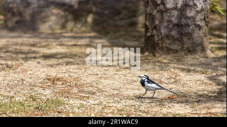 Ein schwarzer Wagtail, Motacilla alba lugens, eine ostasiatische Unterart von weißem Wagtail im Ritsurin Garden, Takamatsu, Japan. Stockfoto