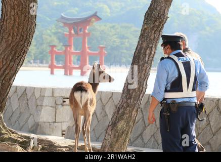 Hatsukaichi, Japan. 15. Mai 2023. Ein Polizeibeamter patrouilliert um den Itsukushima-Schrein, der zum Weltkulturerbe gehört, um die Sicherheit des bevorstehenden G7-Gipfeltreffens auf der Insel Miyajima in der Stadt Hatsukaichi in der Präfektur Hiroshima, Westjapan, am Montag, den 15. Mai 2023 zu gewährleisten. Die Staats- und Regierungschefs der G7 werden sich für das jährliche Gipfeltreffen von 19 bis 21 in Hiroshima versammeln. (Foto: Yoshio Tsunoda/AFLO) Kredit: Aflo Co Ltd./Alamy Live News Stockfoto