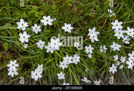 Tristagma uniflorum, weiße Frühlingssternen im grünen Gras im Sonnenlicht. Stockfoto